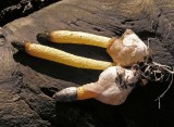 Mutinus caninus Dog Stinkhorn NewsteadAbbey 10-05 AW