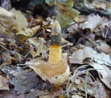 Mutinus caninus Dog Stinkhorn NewsteadAbbey 10-05 HW