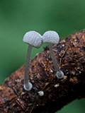 Mycena adscendens Frosty Bonnet ClumberPark Aug-11 John Brown