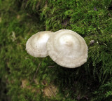 Mycena galericulata CarltonWood Howard Williams