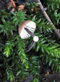 Mycena galopus var nigra Black Milking Bonnet BestwoodCP Oct-07 RR
