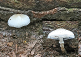 Ondemansiella mucida Porcelain fungus Beech HannahParkWood 13-9-07 RR