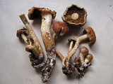 Pholiota lubrica on soil and  woodchips C-in-L Nov-12 HW