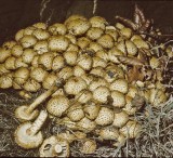 Pholiota squarrosa Shaggy Scalycap University 13-9-82 HF