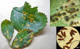 Phragmidium mucronatum on rose leaf + teliospores under leaf and at x400 HW
