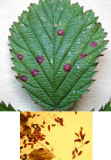 Phragmidium violaceum on bramble leaf inset showing spores CarltonWood HW