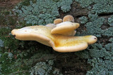 Piptoporus quercinus Oak Polypore SherwoodForest 26-8-07 RR