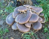 Pleurotus ostreatus Oyster Mushroom on stump LangoldCP 12-06 HW