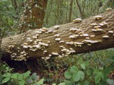 Pleurotus pulmonarius Pale Oyster on ash CarltonWood 06-06 HW