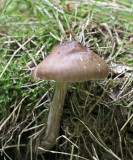 Pluteus cervinus Deer Shield SherwoodForest 26-8-07 RR