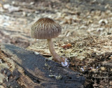 Pluteus plautus Satin Shield HannahParkWood 13-9-07 RR