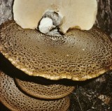 Polyporus squamosus Dryad's Saddle University Sep-81 HF