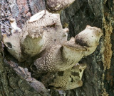 Polyporus tuberaster Tuberous Polypore Chestnut WollatonPark 10-9-07 RR