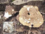 Polyporus tuberaster on beech DrinkingPitLane inset with cottony hairs base of stipe HW