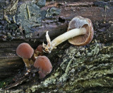 Psathyrella piluiformis Common Stump Brittlestem SherwoodForest 22-7-07 RR