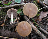 Psathyrella spadiceo-grisea GamstonWood-Apr12 HW