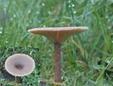 Pseudoclitocybe cyaniformis The Goblet AttenboroughNR 18-12-06 RR