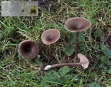 Pseudoclitocybe cyaniformis The Goblet with amyloid reaction to Melzer's ANR Dec-11