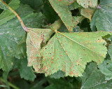 Puccinia malvacearum on Malva sylvestris Common Mallow AttenboroughNR Jun-07 RR