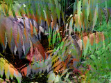 Leafy Rainbows