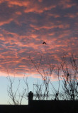 Frosty morning sunrise