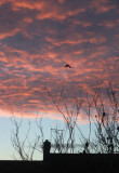 Frosty morning sunrise 