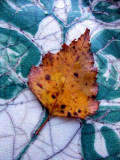 leaf dish and leaf