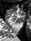Summer shadows