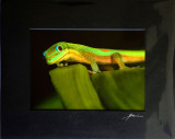 Perplexed - gecko on leaf)