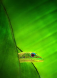 Gecko Paradise