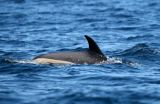 White-Sided Dolphin  IMG_3168.JPG