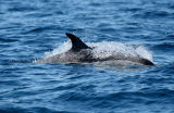 Atlantic White-Sided Dolphin off St. Margarets Bay NS    IMG_3173_1.JPG