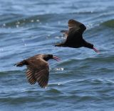 Black OysterCatchers  June 06 -  -IMG_2328.jpg