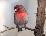 House Finch