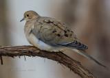 Mourning Dove