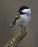 Black-capped Chickadee