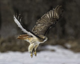 Red-tailed Hawk