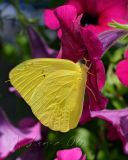 _MG_4059.jpg