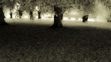 P1150882Baldersnes.JPG
