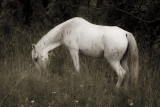 White horse, Tjrn, Sweden