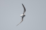 Soft-plumaged Petrel - Near Amsterdam Island  6974.jpg