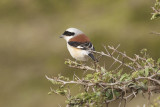 Bay-backed Shrike - Gujurat - India 6757b.jpg