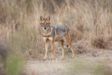 Black-backed Jackal - Gujurat India 6410b.jpg