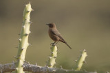 Brown Rock-chat  - Gujurat - India 6333b.jpg