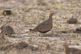 Chestnut-bellied Sandgrouse  - Gujurat - India 6327b.jpg