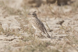 Crested Lark  - Gujurat - India 6153b.jpg