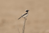 Desert Wheatear  - Gujurat - India 6065b.jpg