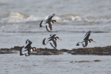 Eurasian Pied Oystercatcher - Gujurat - India 6710b.jpg