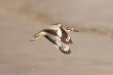 Great Thick-knee - Gujurat - India 6732b.jpg