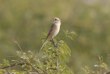 Isabelline Shrike  - Gujurat - India 6142b.jpg